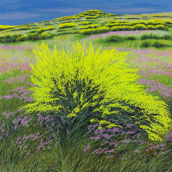 Immagine di Ginestre