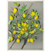 Immagine di Limoni