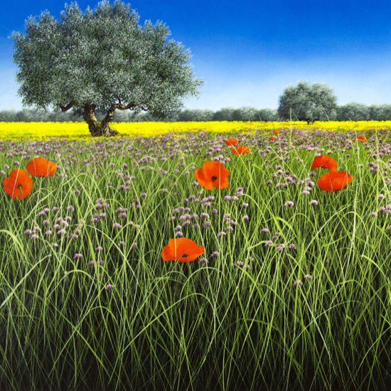 Immagine di Campi di papaveri