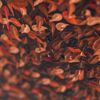 Immagine di Autmn – foglie  - Quadro moderno