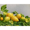Immagine di Natura morta con limoni