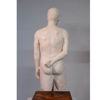 Immagine di MetaForma Torso