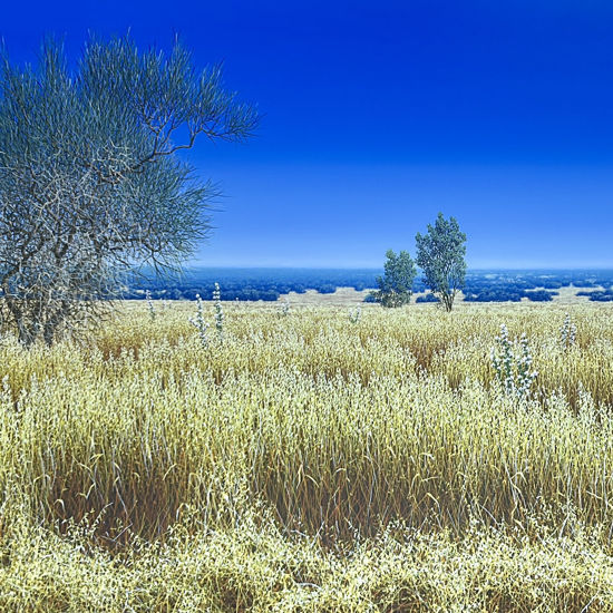 Immagine di Essenziale