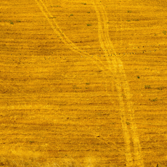 Immagine di Giallo oro